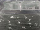 TCT Banana Leaves A4 1kg | TCT 香蕉叶 1kg