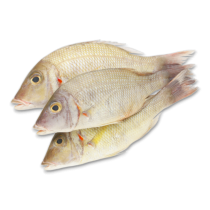 JONA Yellow Croakers Wild WR 12pcs 1kg | JONA 小黄鱼 12pcs 1kg