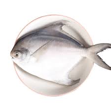 CN Silver Pomfret 200-300g 1kg | CN 银鲳鱼 1kg