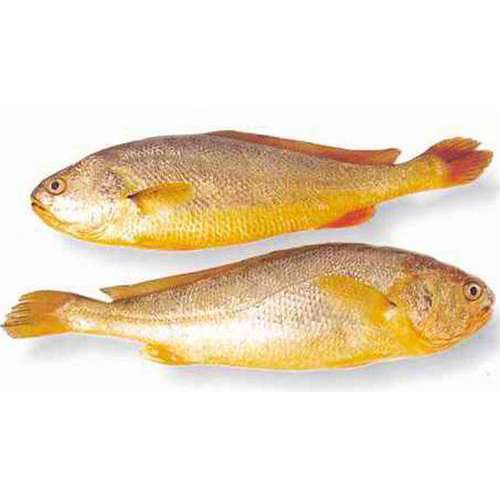 DingLu Yellow Crocker Fish 300/400 1kg | 鼎鹿 大黄鱼 300/400 1kg/袋