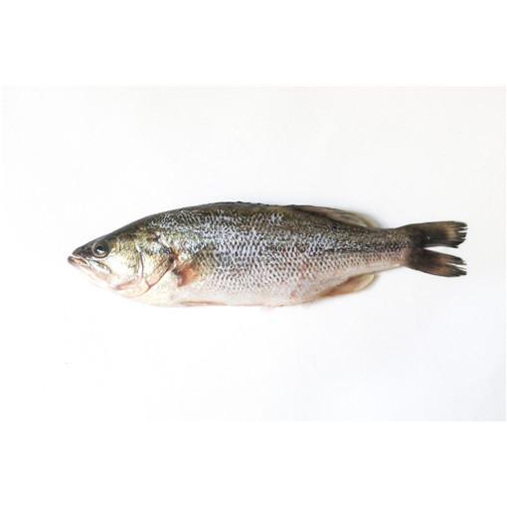 Seabass kg | 海鲈鱼 称重 kg