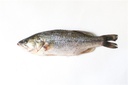 Seabass /kg by weight | 海鲈鱼 /kg 称重