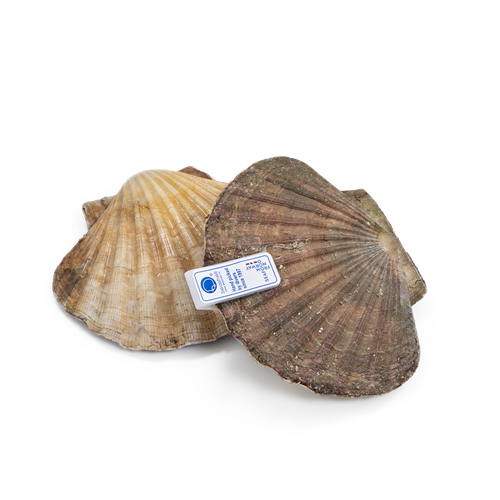 Fresh Scallop in Shell / 1kg | 新鲜扇贝 / kg