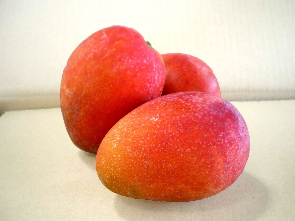 Fresh Vliegtuig Mango / kg | 新鲜 太阳芒果/ kg