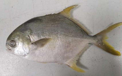 Star Pride Pomfret Gold 400/600 kg | SP 金鲳鱼 称重