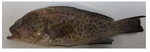 Star Pride Grouper 300/500g /kg by Weight | Star Pride 石斑鱼 /kg 称重