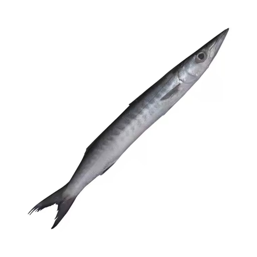 Barracuda W/R 600/1000g IWP/kg Weight | 冰冻 梭子鱼 称重/kg