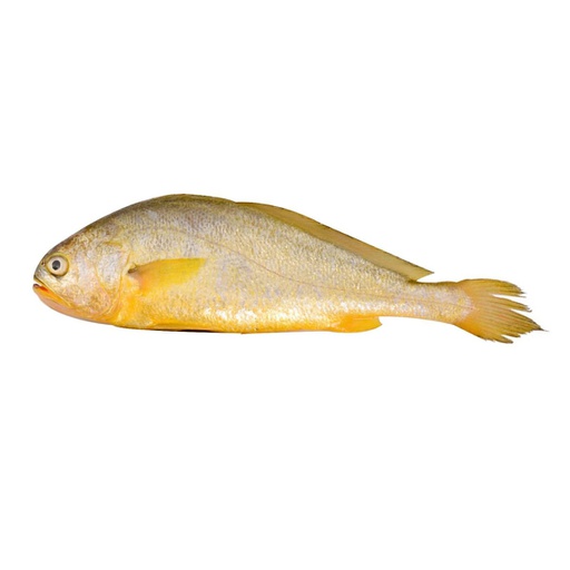 TCT Frozen Yellow Croaker Fish 300-400 1kg | TCT 大黄鱼 300-400 1kg