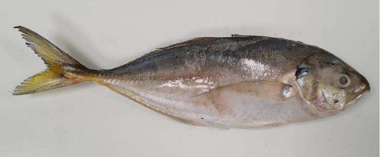 Star Pride Yellowtail Scad 4/6 NW 1kg | SP 冰冻 巴浪鱼/棍子鱼 净重1kg