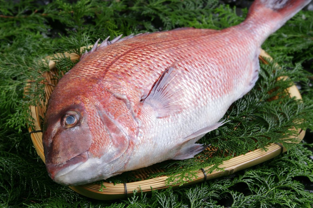 Red Seabream G/D 500/800 1kg weight | 红鲷鱼 500/800 1kg 称重