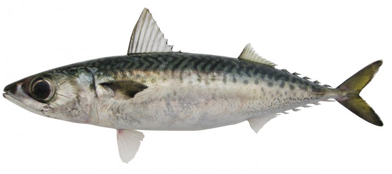 Star Pride Markerel Scomb W/R 450/600g 1kg | Star Pride 大西洋鲭鱼 450/600g 1kg