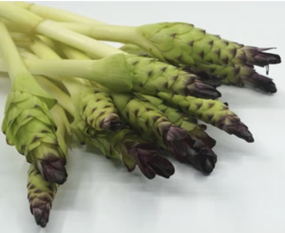 Thai Siam Tulip 200g | 泰国 暹罗郁金香 200g