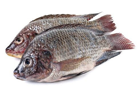 Black Tilapia G&D IWP 800/1000/KG Gross by weight | 黑色罗非鱼800/1000 含冰 毛重 称重 /kg