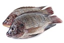 Black Tilapia G&D IWP 800/1000/KG Gross by weight | 黑色罗非鱼800/1000 含冰 毛重 称重 /kg