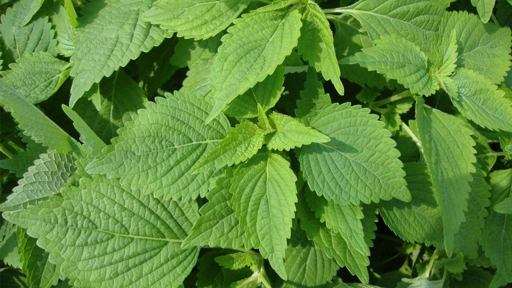 TH Vietnamese Balm/pkt | 泰国 鱼香草 100g/包