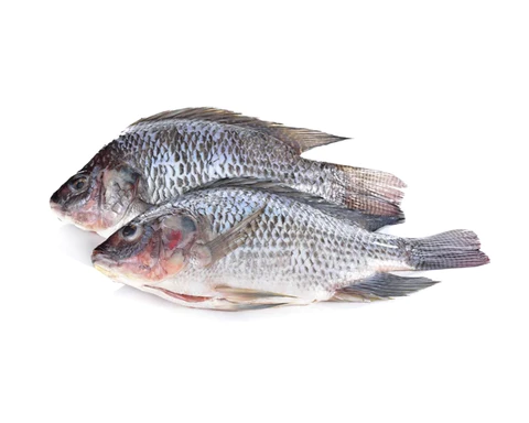 Black Tilapia G&S IWP 5/800 /kg Gross Weight | 黑色罗非鱼 /kg 称重