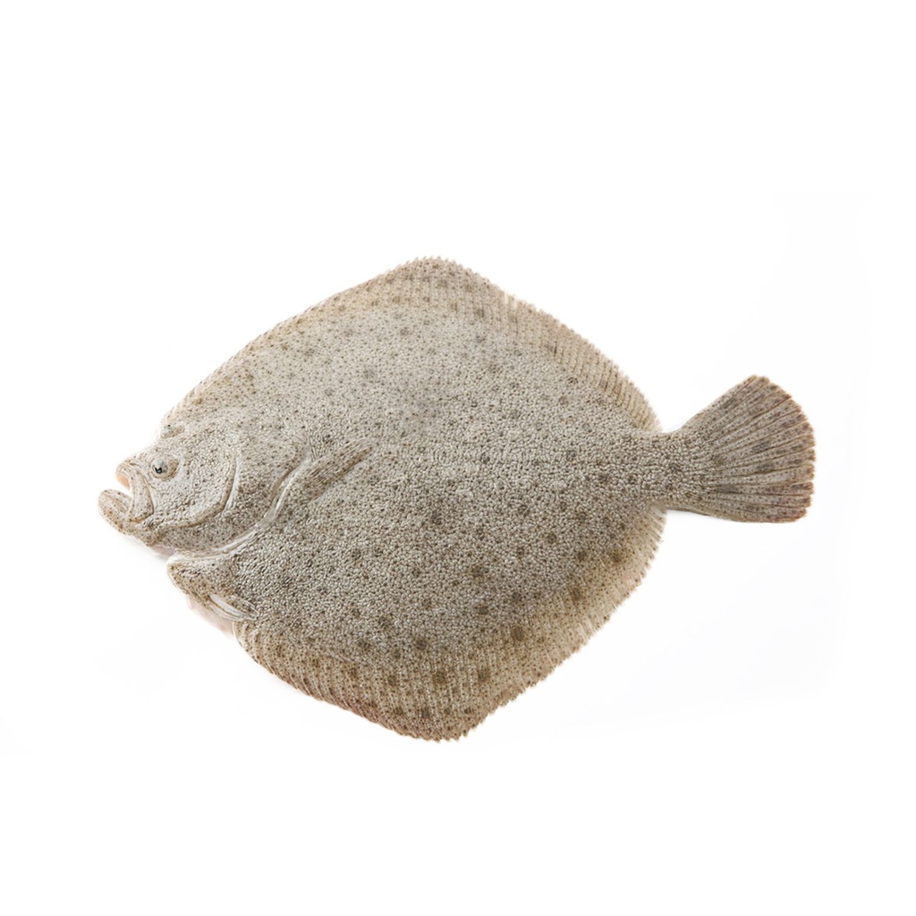 Frozen Turbot 1kg | 冰冻 多宝鱼 1kg