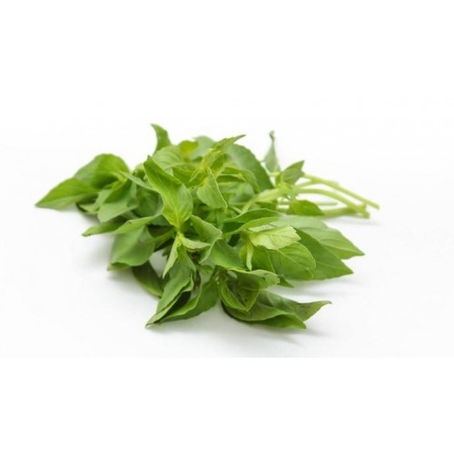 Fresh  Hairy Basil 100g | 新鲜 罗勒100g