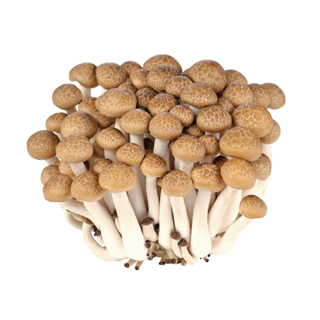 Brown beech mushroom / shimeji 150g | 新鲜 柳姬菇 / 蟹味菇 150g