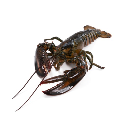 Fresh Canadian lobster/kg | 新鲜龙虾(500-600g) / kg