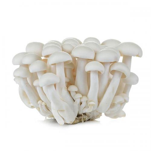 White beech mushroom / shimeji 150g | 新鲜 白玉菇 150g