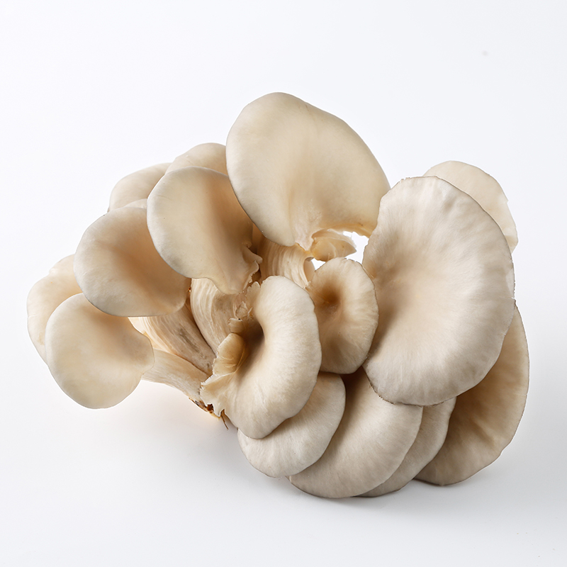 oyster mushroom  200g | 平菇 200g