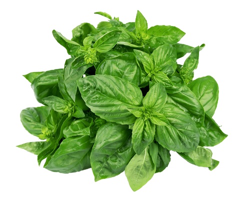 TH Krapao Leaf / Holy Basil 100g /PKT | 新鲜 圣罗勒 100g/把