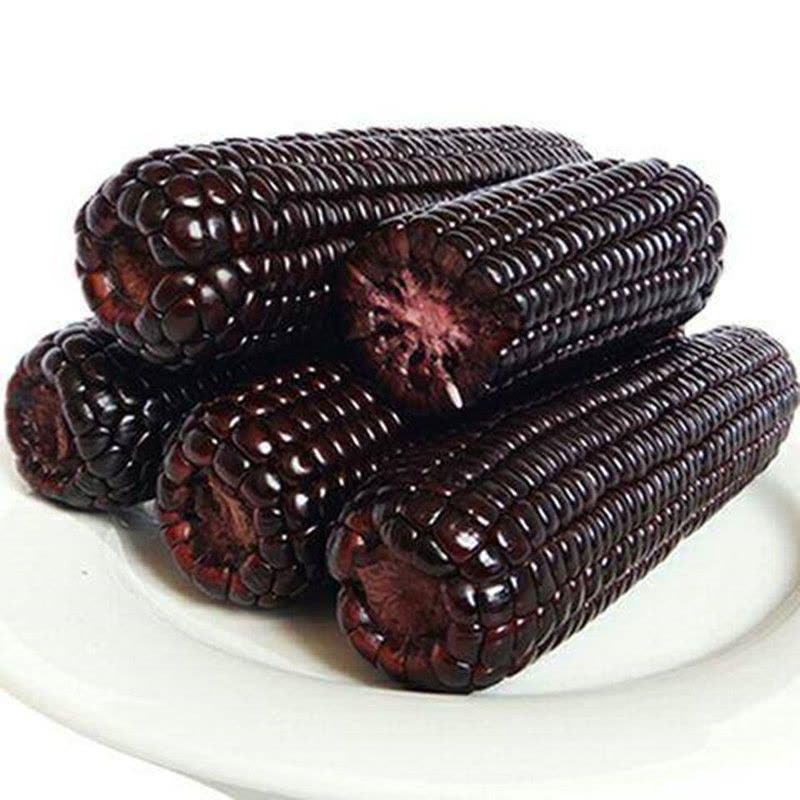 Boiled Purple Waxy Corn / KPL | 紫色糯玉米 / Kpl
