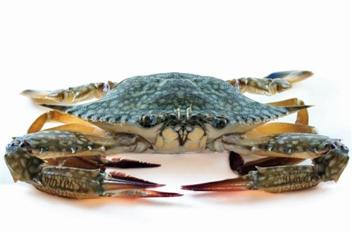 Fresh Greece Swimming Crab 1kg| 希腊 活梭子蟹 1kg