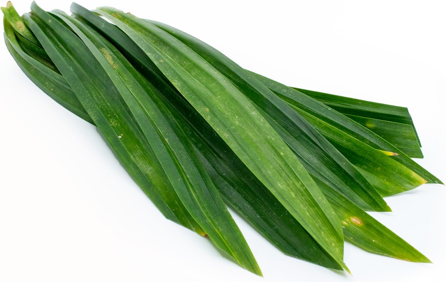 Pandanus-lehti 100g/pkt | Th 新鲜斑兰叶 100g/pkt