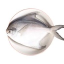 CN Silver Pomfret 200-300g 1kg | CN 银鲳鱼 1kg