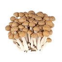 Brown beech mushroom / shimeji 150g | 新鲜 柳姬菇 / 蟹味菇 150g