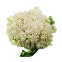 Cauliflower Chinese Kool /kg  | 新鲜  菜花  (称重)/kg