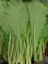 Fresh am choi 1kg | 新鲜 长芥菜 1kg