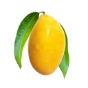 Fresh TH Gold Mango 1kg | 新鲜 泰国芒果 1kg