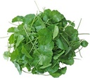 TH Pennywort Leaf 100g/PKT | 泰 雷公根 100g/包