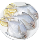 Wild Silver Pomfret 100-120g 1kg | 舟山野生银鲳鱼 100-120g 1kg