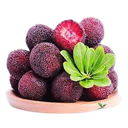 Fresh Waxberry 750g | 新鲜 杨梅 750g