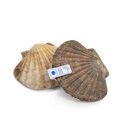 Fresh Scallop in Shell / 1kg | 新鲜扇贝 / kg