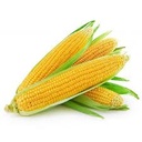 FI Fresh Sweet Corn kg | 芬兰产 甜玉米 kg