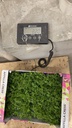 Fresh Pea Sprouts 100g/PKT | 新鲜 豆苗 100g/PKT