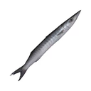 Barracuda W/R 600/1000g IWP /kg by Weight | 冰冻 梭子鱼 /kg 称重