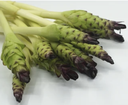 Thai Siam Tulip 200g | 泰国 暹罗郁金香 200g