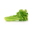 Fresh Celery 10kg/ctn | 新鲜 西芹 整箱 10kg