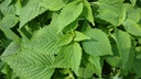 TH Vietnamese Balm/pkt | 泰国 鱼香草 100g/包