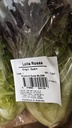 Lollo Rosso Lettuce/unit | 绿罗生菜/unit