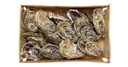 Fresh Oyster 1 pcs | 新鲜生蚝 1 pcs